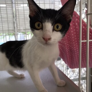 5/8(日)東村山譲渡会参加♪白黒ハチワレくう♀