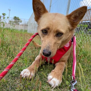 ビビりで人見知り・・・でもお散歩大好き！！