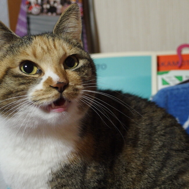 zenzenのカバー写真