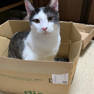 甘えん坊の男の子❣️サンタくん