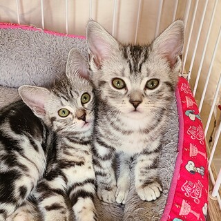 兄妹で一緒のおうちへ