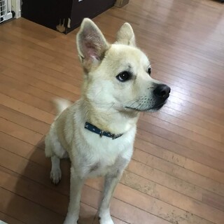 ４歳13キロ 穏やか 飼い主さんの急病にて募集