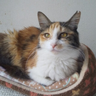 大人しい長毛三毛さん