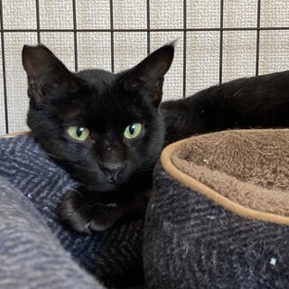 黒猫　お返事する男の子