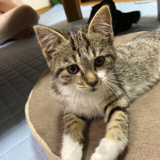 左前足に麻痺があります《5/8譲渡会参加》