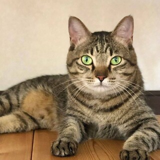 飼い主に捨てられた子達です《5/8姪浜譲渡会参加》