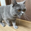 人懐っこい0歳双子の男の子♂メイプルくん