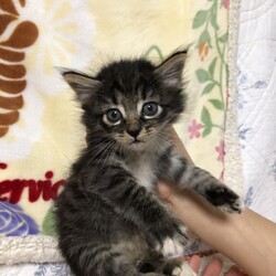 第159回　にゃん☆ぴーす猫譲渡会