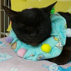 第159回　にゃん☆ぴーす猫譲渡会 サムネイル2