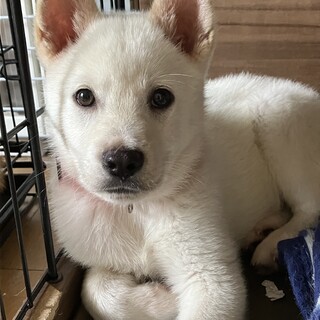 一旦募集停止真っ白なかわいい男の子