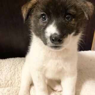 5/8『Terra里親会犬部』に参加❗️