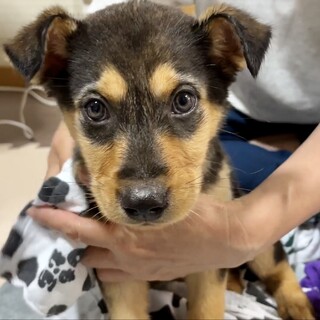 【応募多数一時停止】寝顔が可愛すぎる2ヶ月の男の子