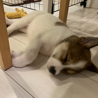 トライアル決定ナッツ☆3ヵ月