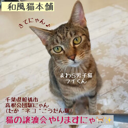 【千葉県船橋市】和風猫本舗ふれあい譲渡会（予約優先）