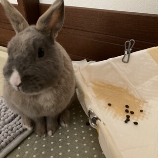 保護うさぎ推定2歳！