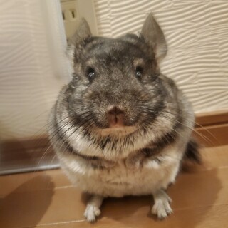 2021年7月産まれチンチラちゃん(クーちゃん)