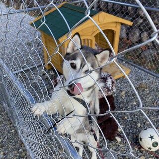 シベリアンと雑種のミックス犬、わんぱくぼうず君です