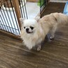 チワワのポイくん♂４才 サムネイル5