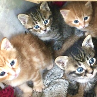 2022年4月8日生まれ 茶トラ2匹、キジトラ2匹