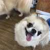 チワワのトトちゃん♀️５才 サムネイル3