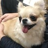 チワワのトトちゃん♀️５才 サムネイル2