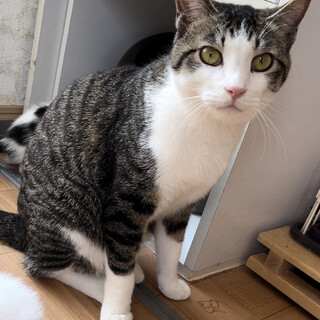 まだまだ家猫訓練中！ゆかりくん♂