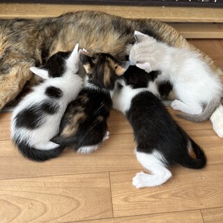 エイプリルフール生まれの子猫たち♂♀
