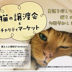 猫の譲渡会