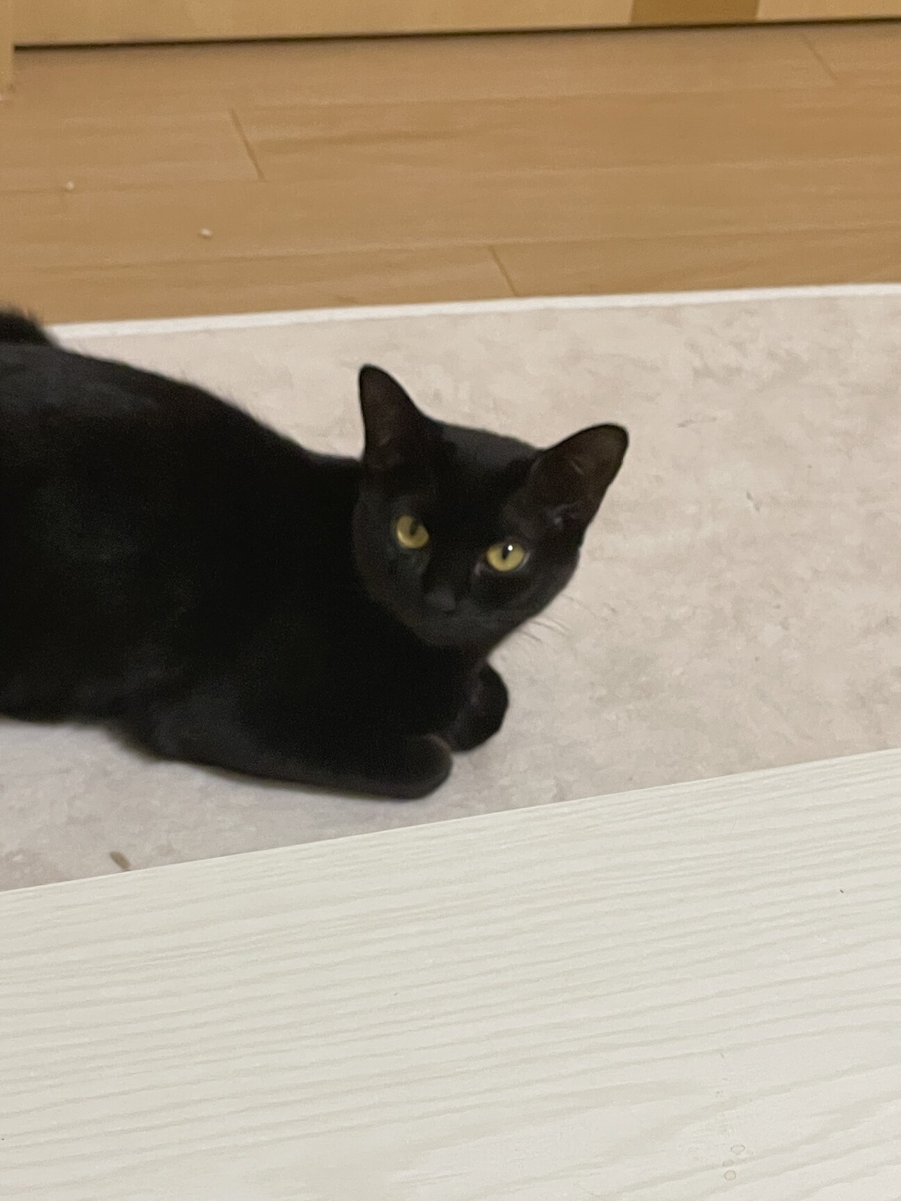 荘厳なるつくね姫。#黒猫つくねちゃん #Tsukune_chan #猫 #黒猫
