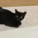 妊娠中の黒猫ちゃん