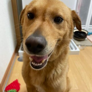 人が大好き❤ボール遊びも大好きフク君