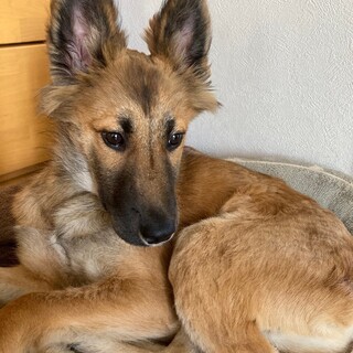 「だんご」男の子