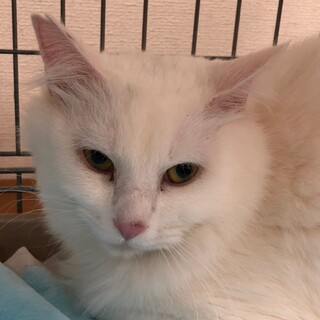 真っ白で半長毛♡しらたまくん