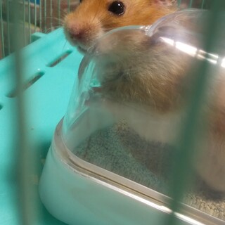 ゴールデンハムスター生後3ヶ月