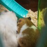 ゴールデンハムスター生後3ヶ月 サムネイル2