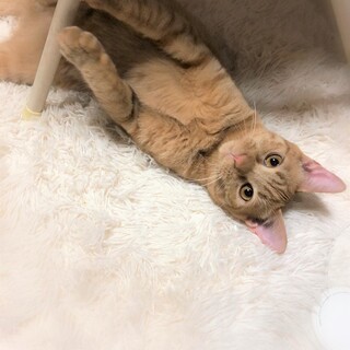 オレンジ茶トラの男の子☆