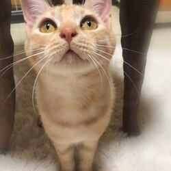 ねこ☆合同譲渡会