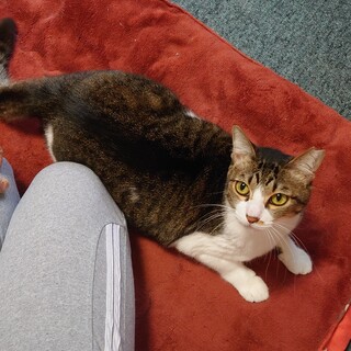 シロキジ　美人の甘えたさん女の子