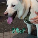 優しい紀州犬　　和犬