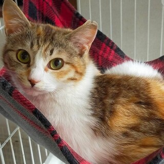 募集停止。小柄で可愛い三毛猫です