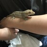 クレステッドゲッコーのクレスさん
