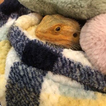 フトアゴヒゲトカゲのフーさん