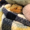 フトアゴヒゲトカゲのフーさん