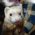 フェレットのもんちゃん