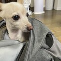ポメックス女の子里親募集です。