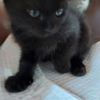 保護猫ちゃん里親様募集中 三重県 猫の里親募集 ペットのおうち 月間利用者150万人