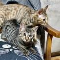 人懐こい可愛いポッケちゃんリラちゃん