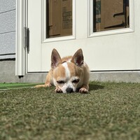 茶々