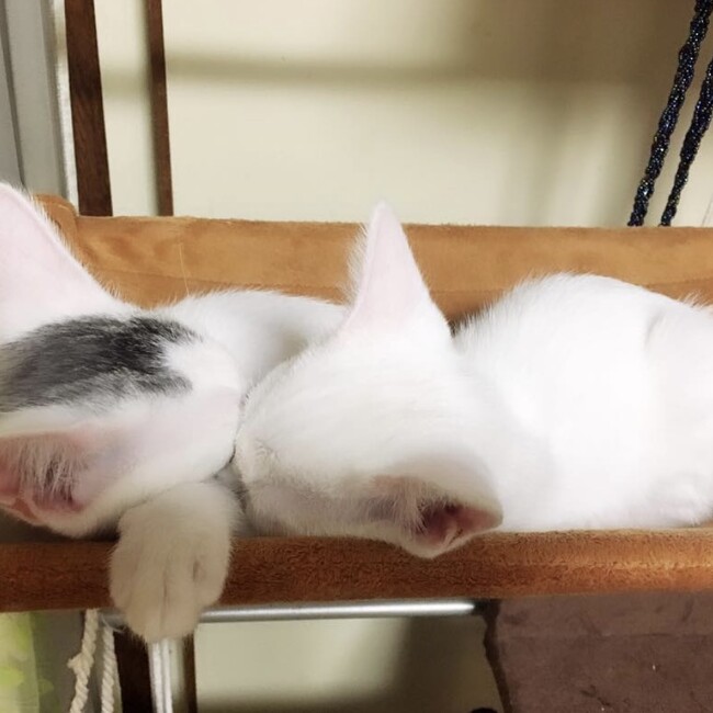 中野、のカバー写真