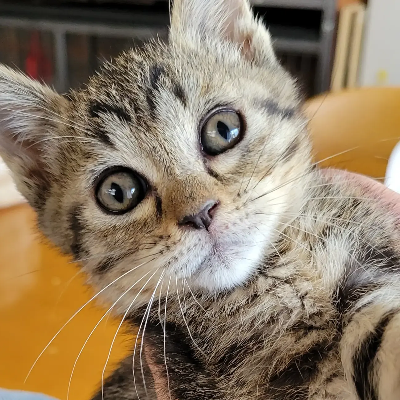 可愛い子猫 女の子 あんこ 山口県 猫の里親募集 ペットのおうち 月間利用者150万人